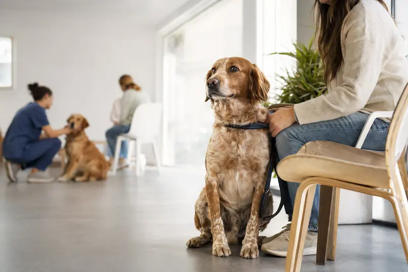 Ein ruhiger Andalusian Mouse-Hunting Dog sitzt entspannt neben seinem Besitzer im hellen Wartezimmer einer modernen Tierarztpraxis, während andere Tiere verschwommen im Hintergrund zu sehen sind.